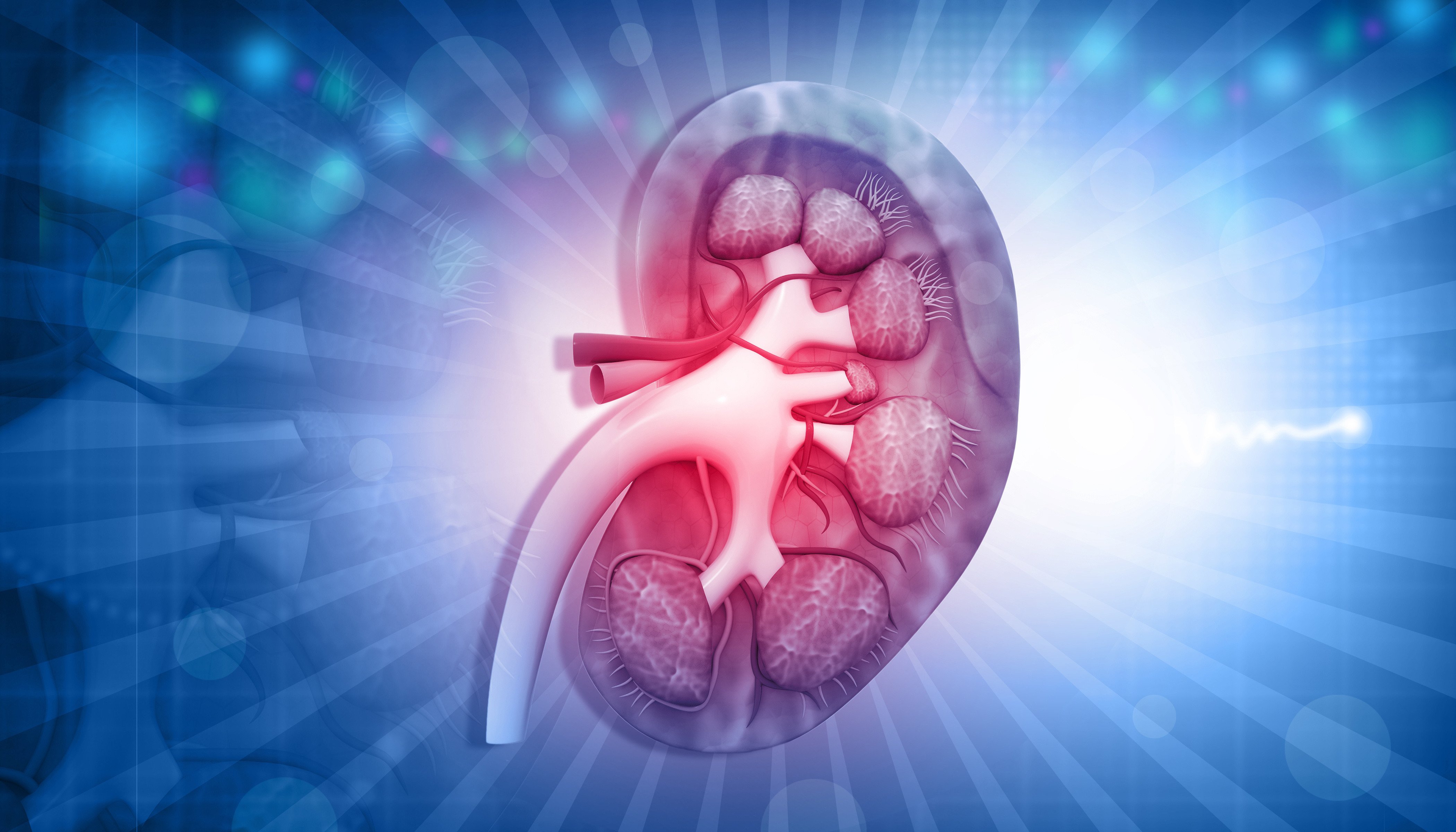 Stylized image of a kidney