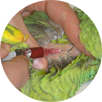 Bird Blood Circle