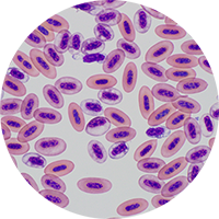 avian bcells circle