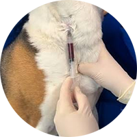 blood dog circle