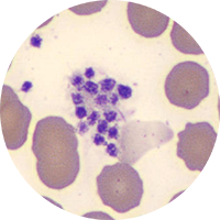pallete clump circle