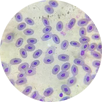 reptile blood cells circle