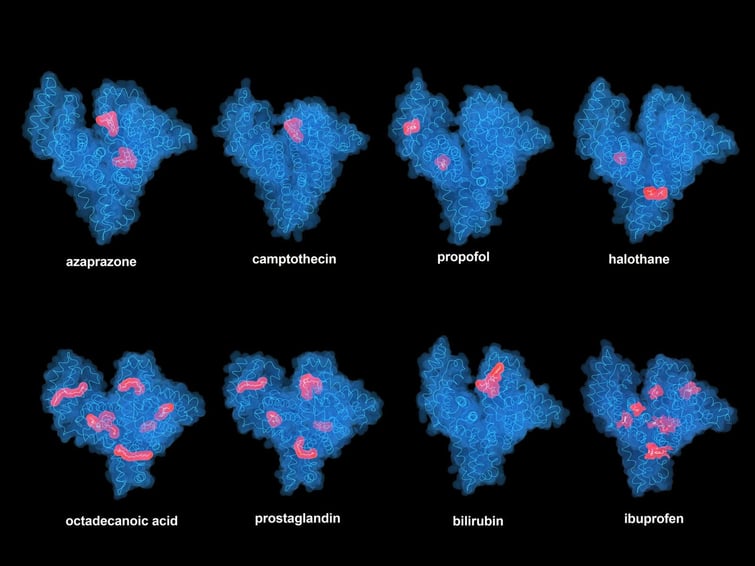 Human-Albumin-Structures-AdobeStock_584357648-scaled