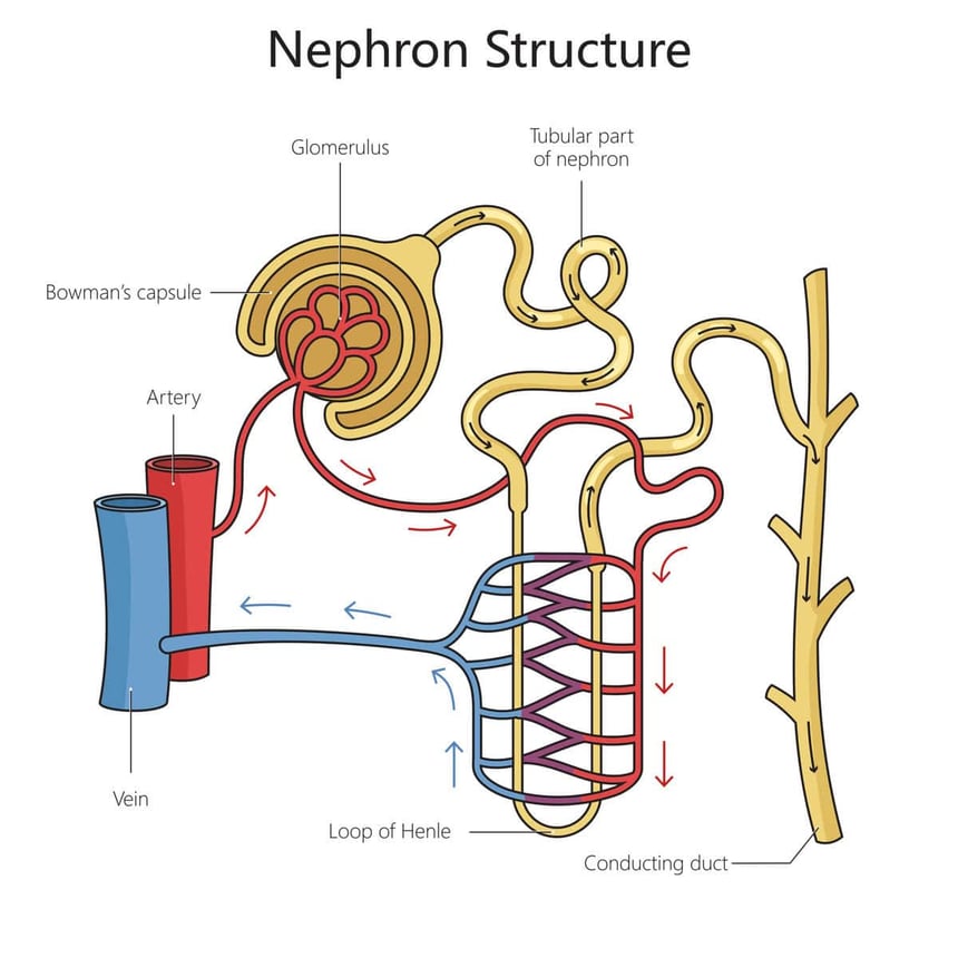 Nephron-Structure_AdobeStock_724659748-scaled