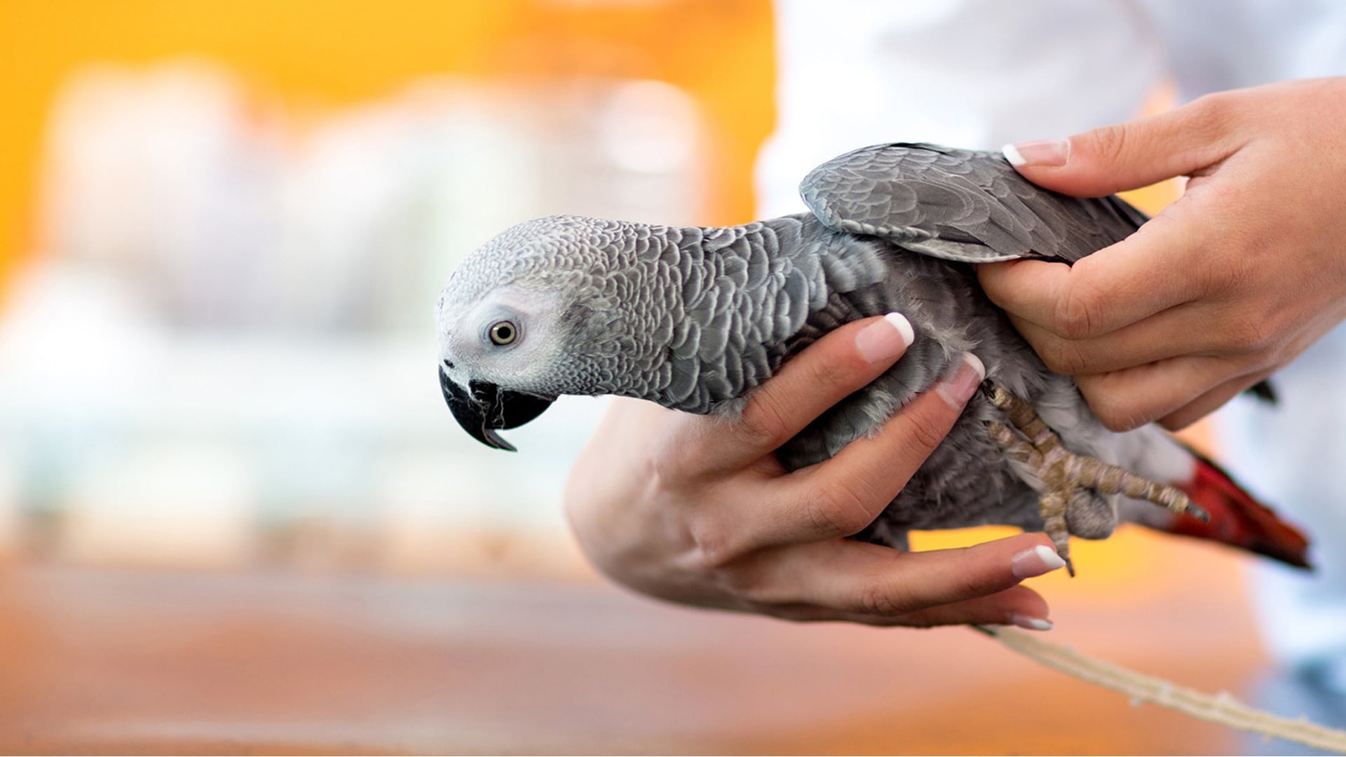 Avian Blood Differentials: Choosing the Right Stain for Avian White Blood Cells