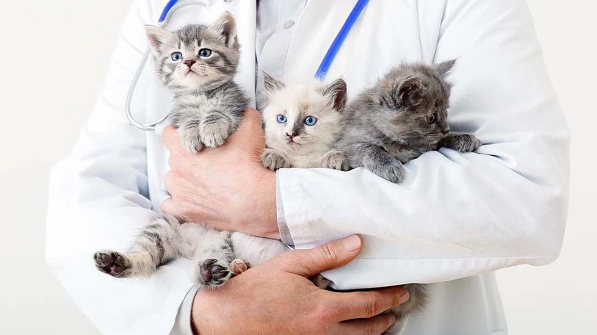 Blood Smear Troubleshooting in Veterinary Hematology: Dogs, Cats, Reptiles, and Birds