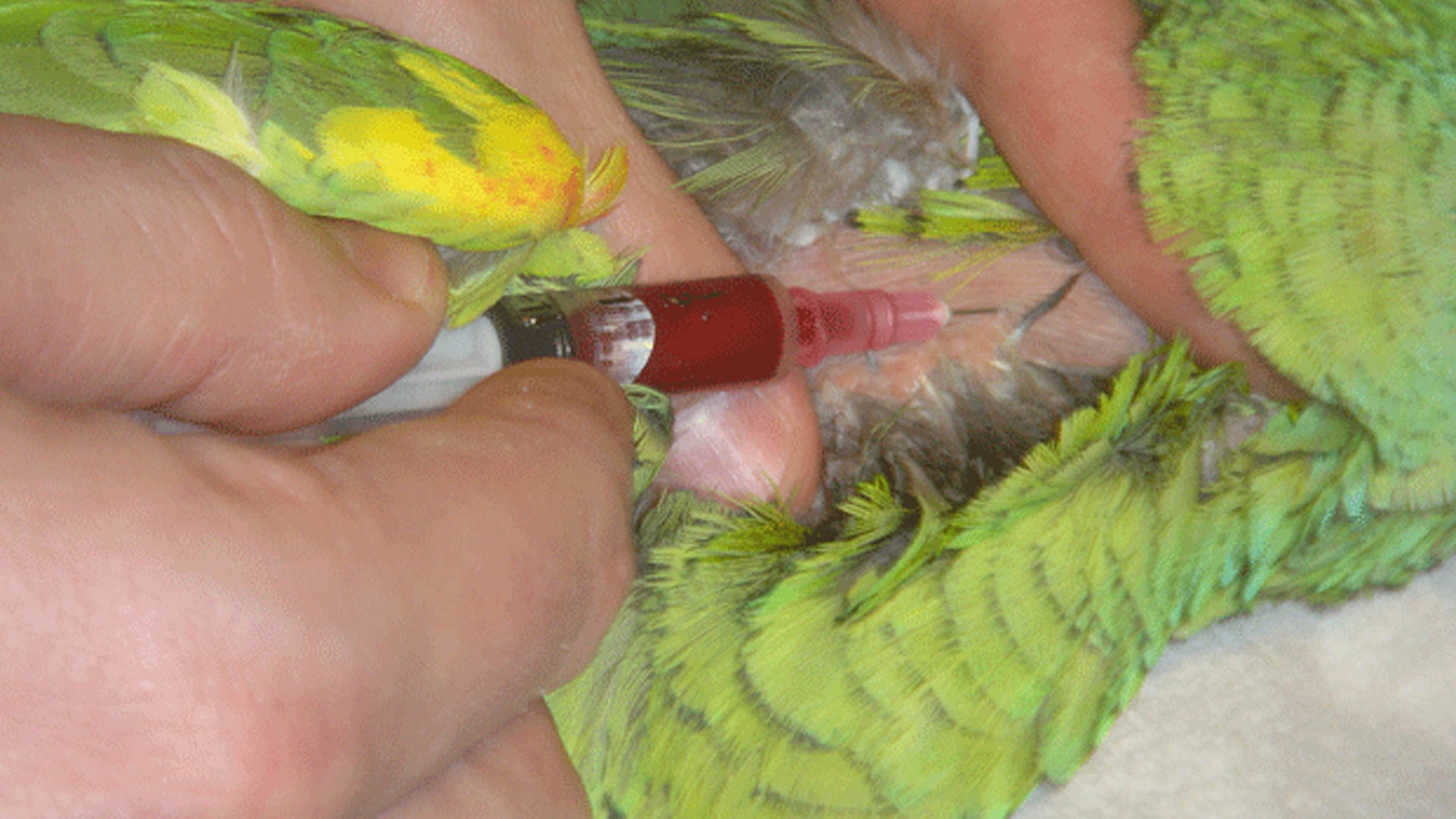 Choosing the Right Leukocyte Counting Method in Non-Mammalian Vertebrates