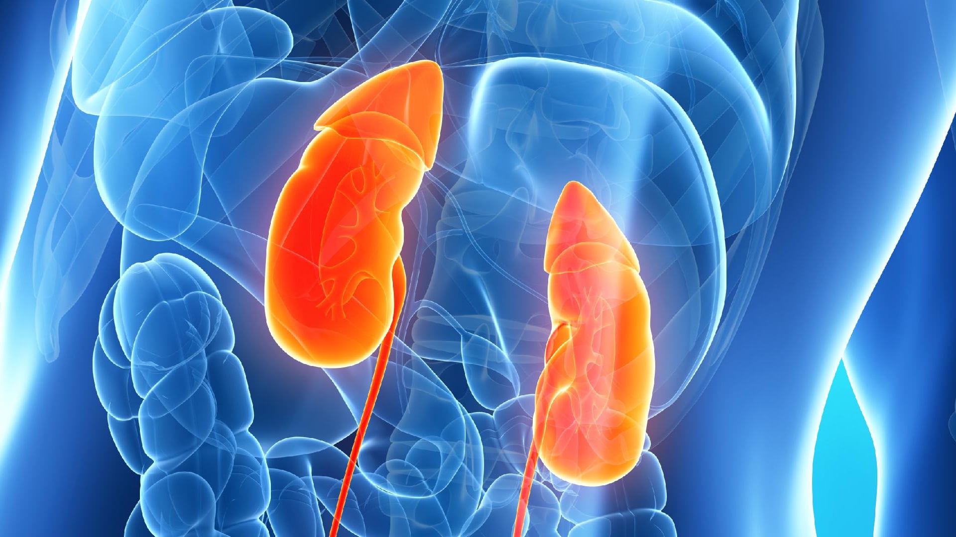 Nephrology and Common Types of Kidney Disease