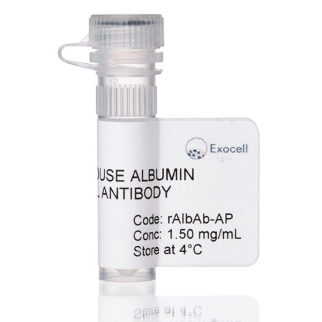 Affinity Purified Rabbit Anti-Mouse Albumin Polyclonal Antibody
