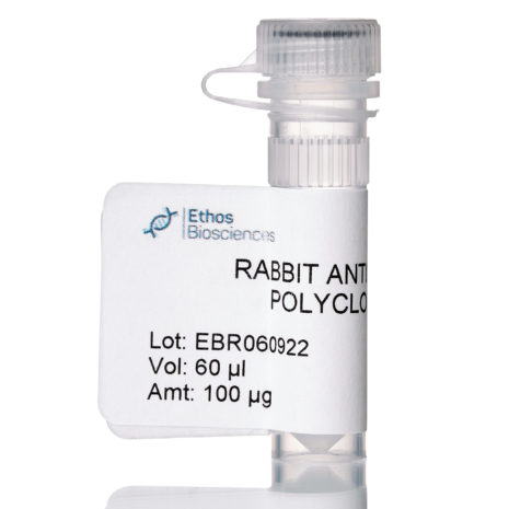 Fractionation Purified Rabbit Anti-Mouse Albumin Polyclonal Antibody