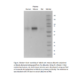 Western Blot Reactivity- Rabbit Anti-Mouse Albumin Polyclonal Antibody