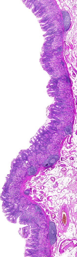 Ethos Histology Blog MLP Week 2023 reversed 01