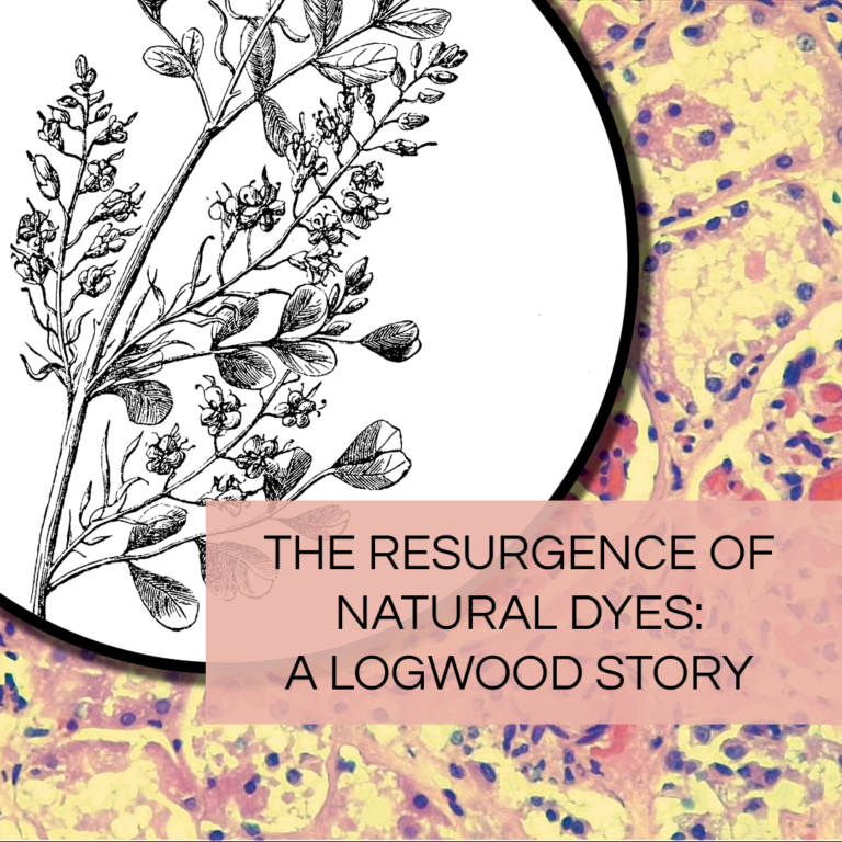 Botanical illustration of hematoxylin campechianum and stain image using hematoxylin
