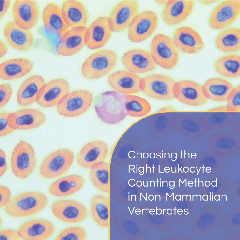 Chicken blood stained with Ethos Quick III rapid hematology stain for peripheral blood.